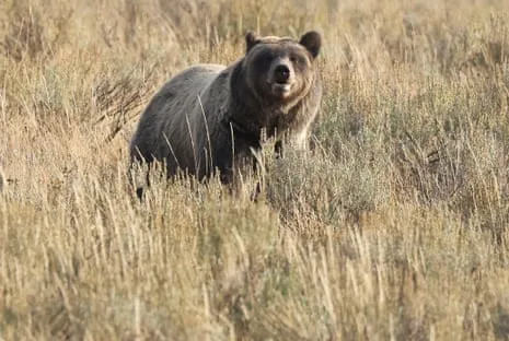 Backpacker Assaulted by Wild Animal in Yellowstone Air Lifted to Trauma Center